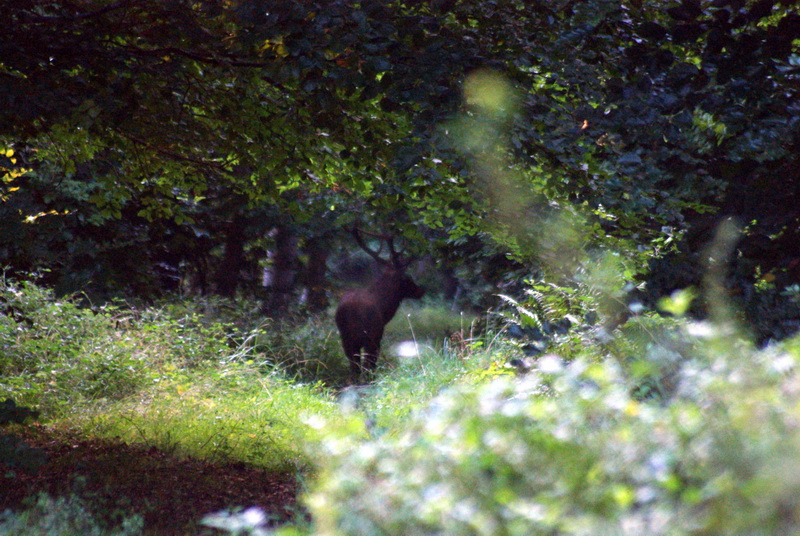 cerf